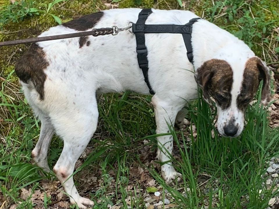Adotta un cane, maschio, 6 anni  e 1 mese, Siena