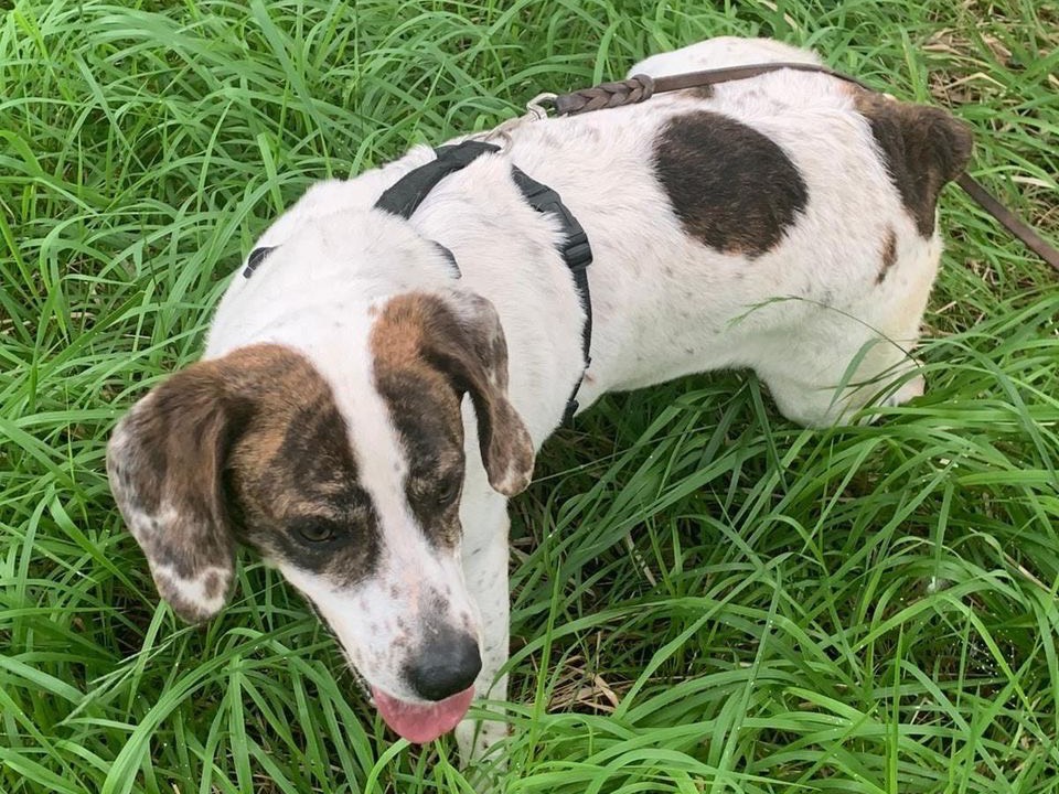 Adotta un cane, taglia media, maschio, Siena