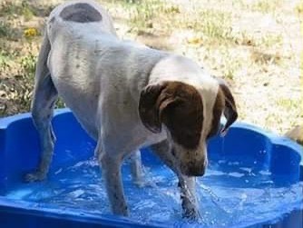 Vuoi adottare un cane a Siena?