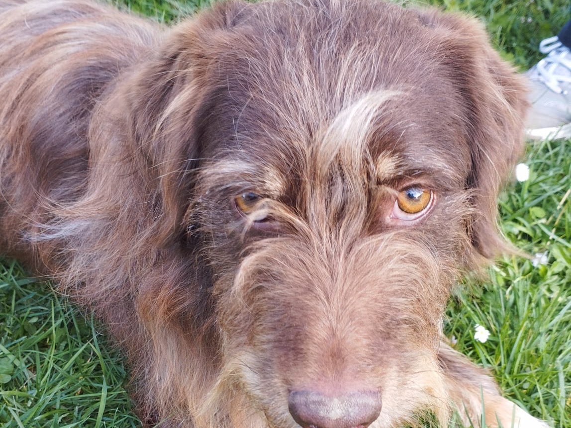 Adotta un cane, maschio, 3 anni  e 11 mesi , Siena
