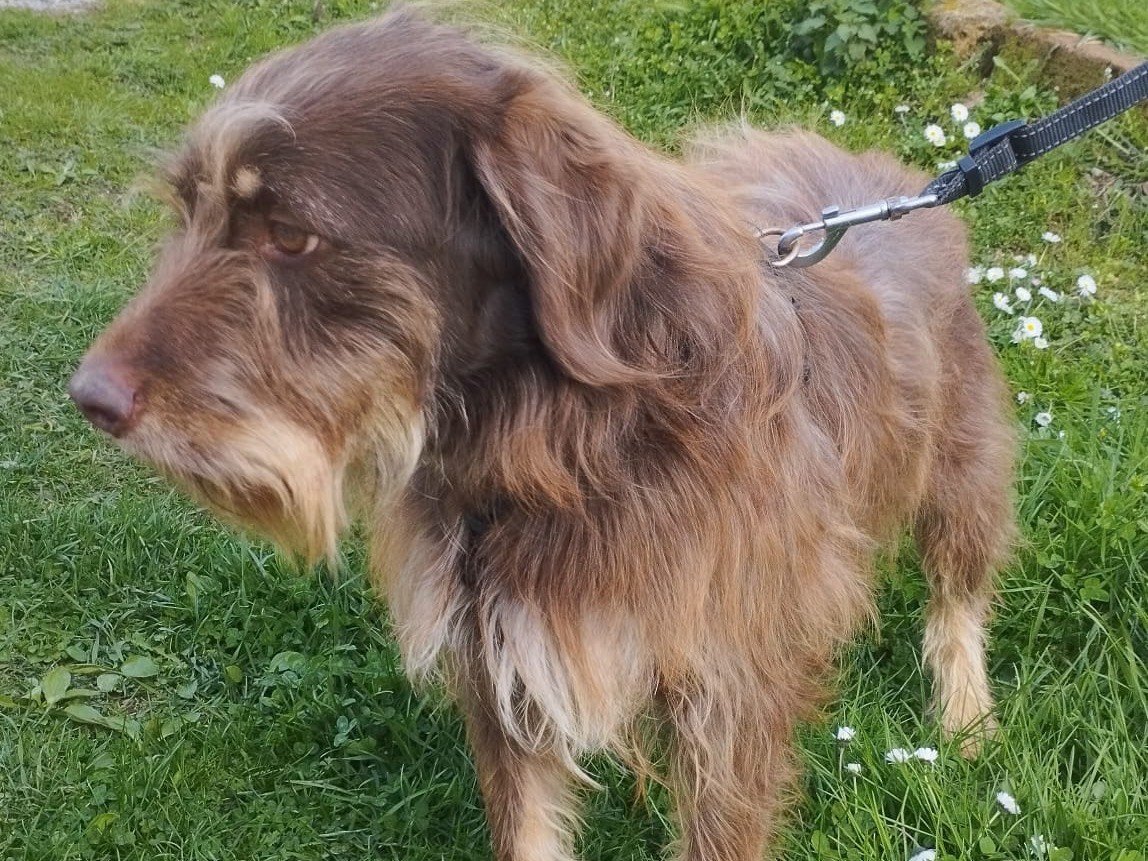 Adotta un cane, taglia piccola, maschio, Siena