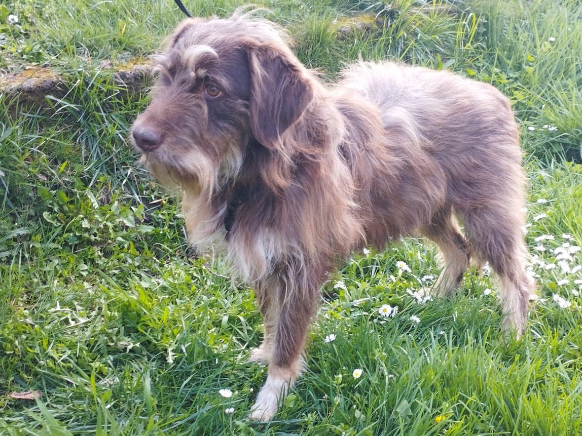 Vuoi adottare un cane a Siena?