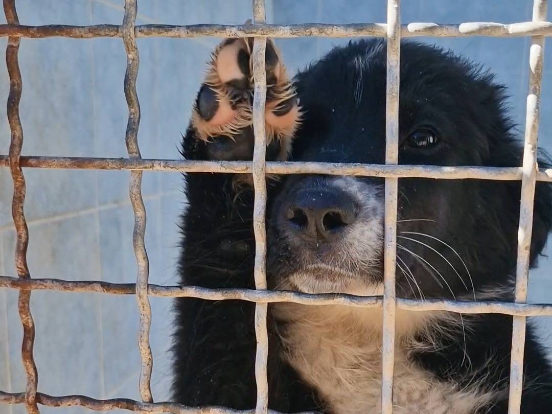 Foto dell'animale