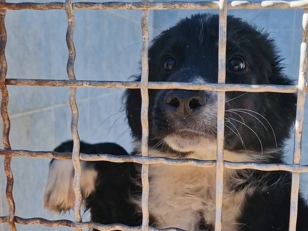 Adotta un cane, maschio, 1 anno e 1 mese, Taranto