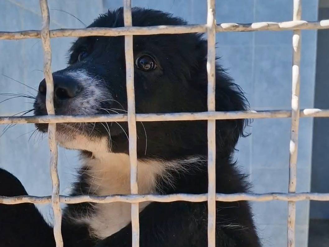 Adotta un cane, taglia media, maschio, Taranto