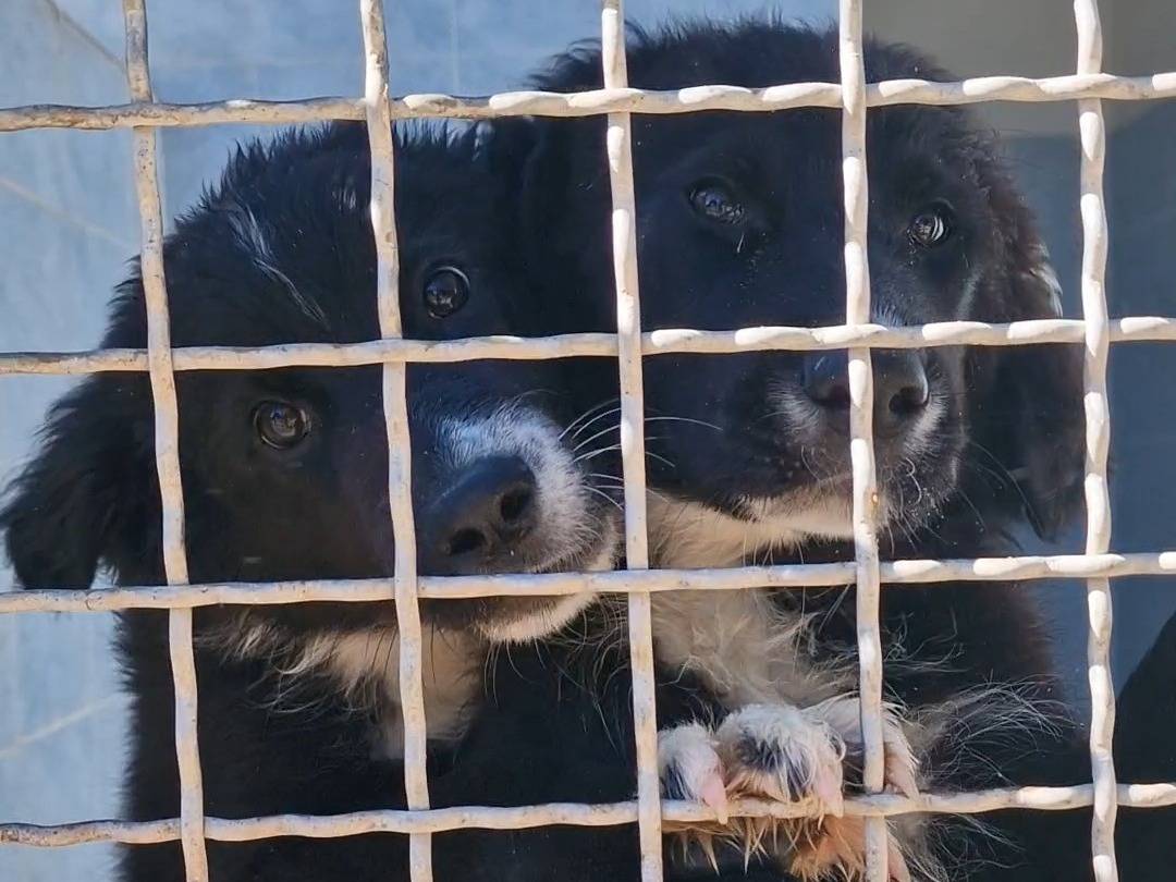 Vuoi adottare un cane a Taranto?
