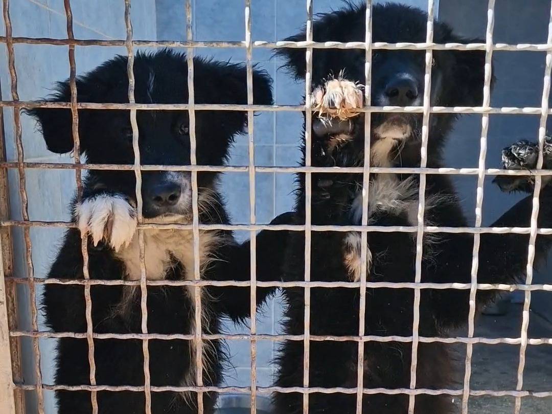 Adotta il cane Shinoda a Taranto