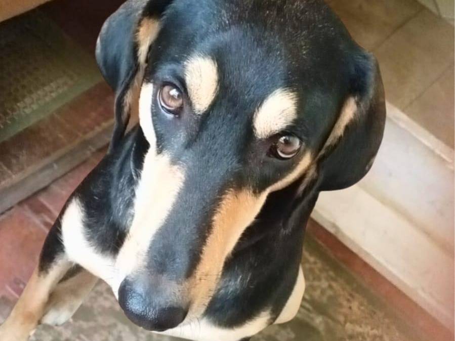 Adotta il cane BALTO  a Crotone