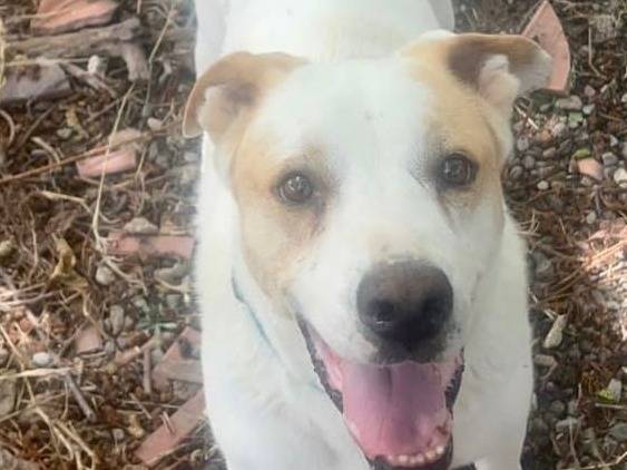 Adozione cane, maschio, meticcio, 6 anni  e 5 mesi , taglia media, Crotone