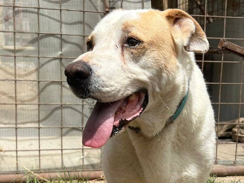 Adotta un cane, maschio, 6 anni  e 5 mesi , Crotone