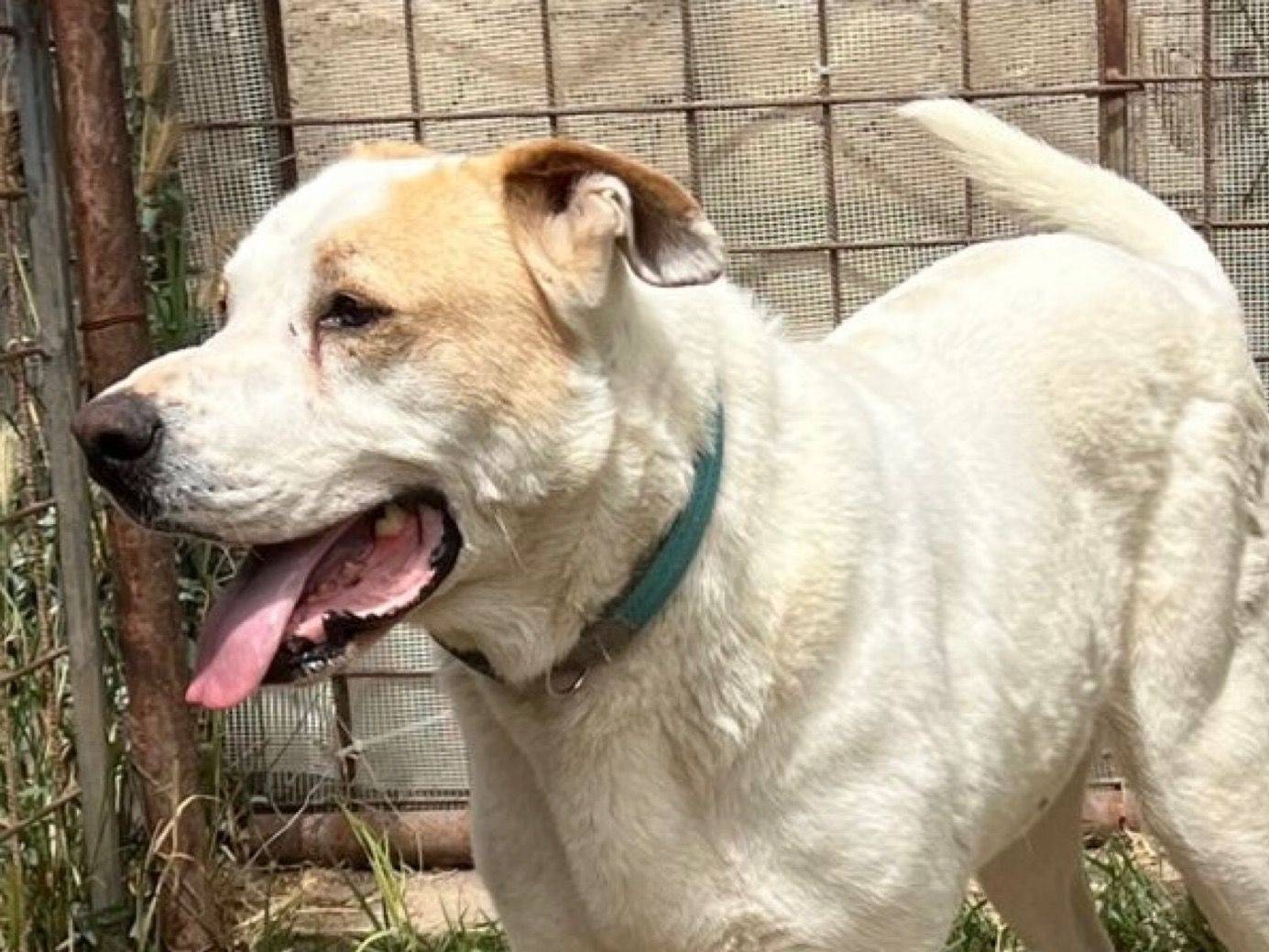 Vuoi adottare un cane a Crotone?