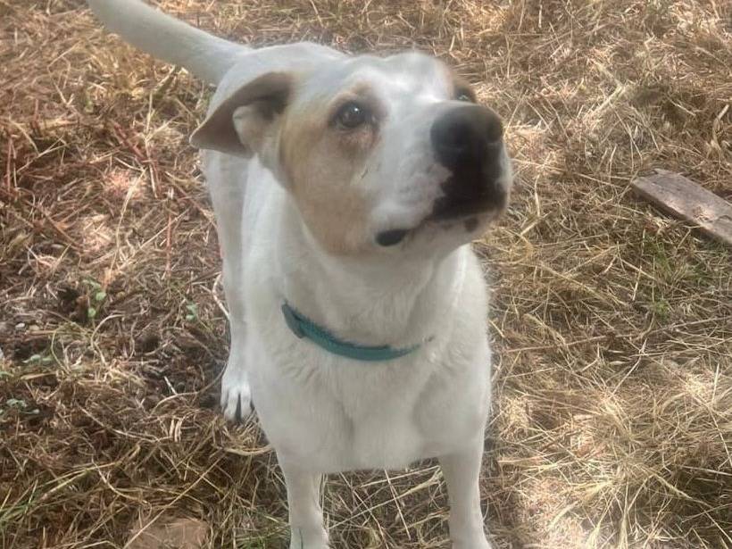 Adotta il cane ROYS a Crotone