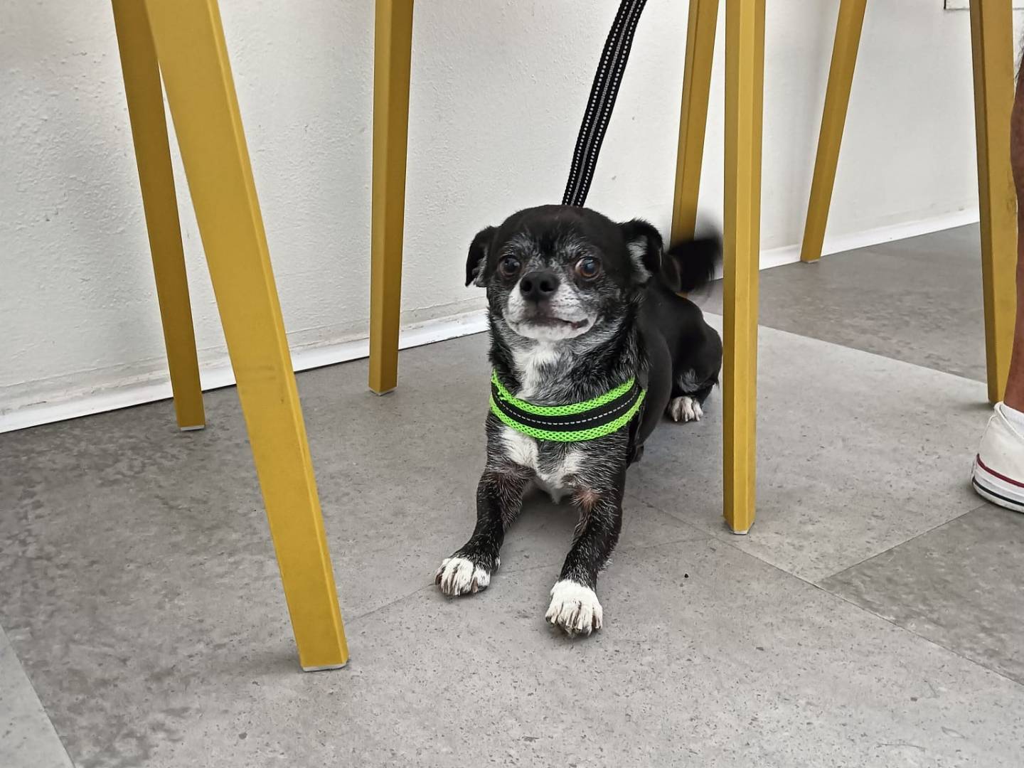 Adozione cane, maschio, Chihuahua, 5 anni  e 11 mesi , taglia piccola, Milano