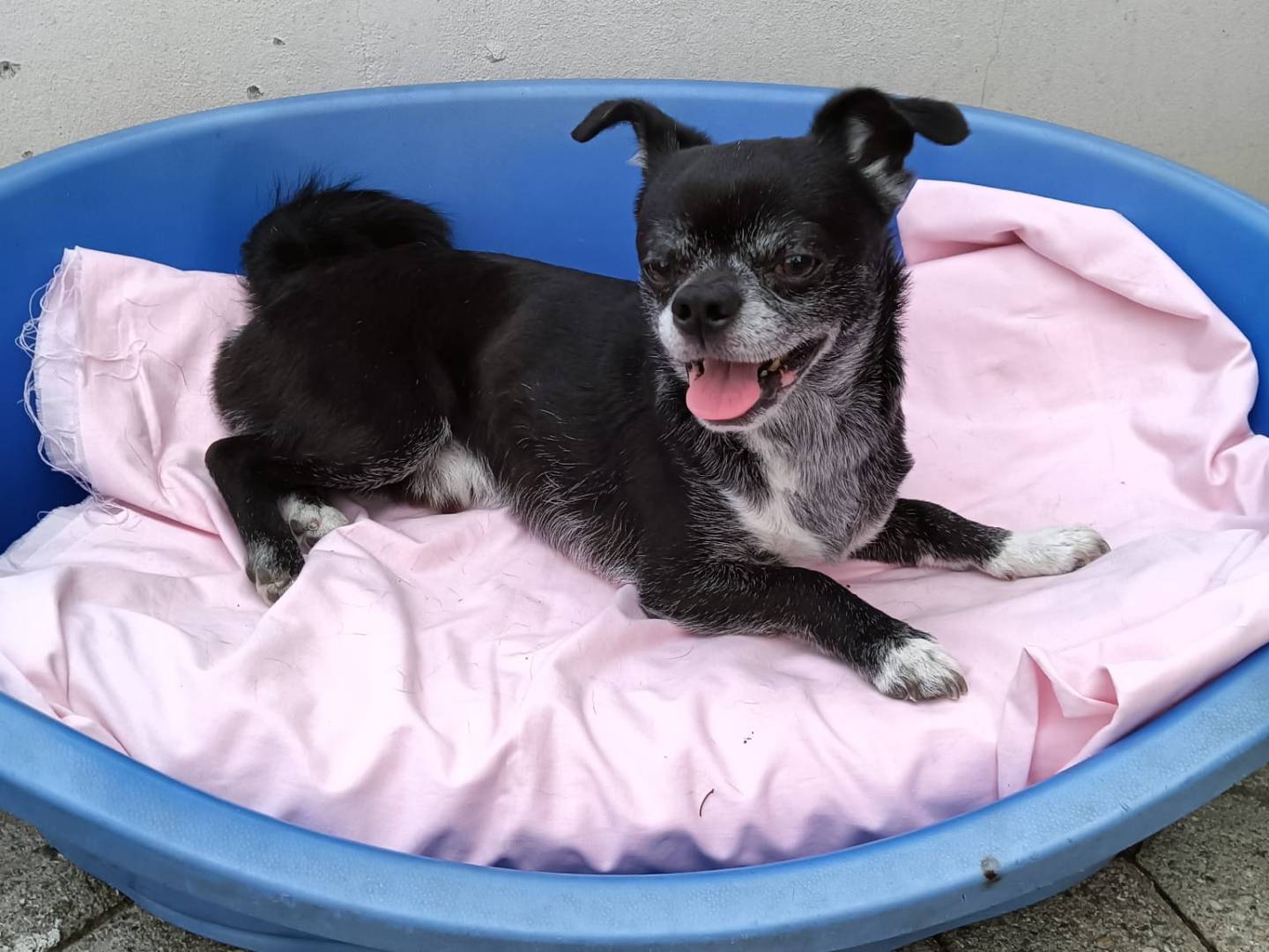 Adotta un cane, maschio, 5 anni  e 11 mesi , Milano
