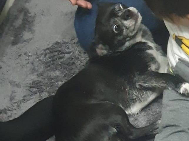 Adotta un cane, taglia piccola, maschio, Milano