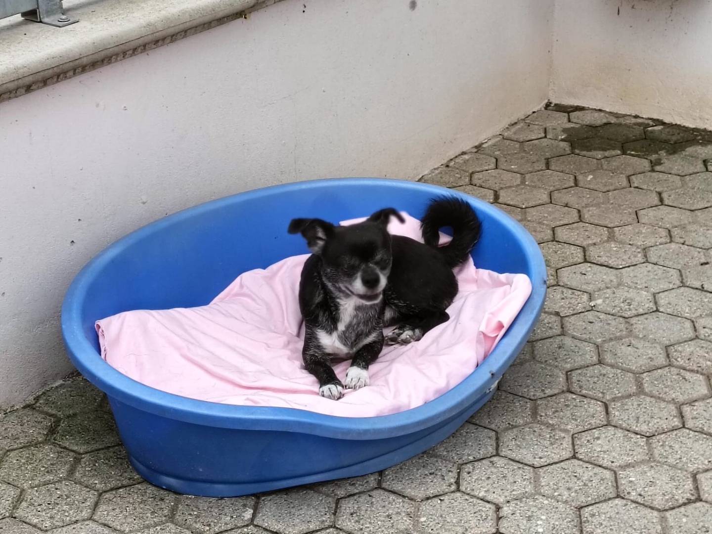 Vuoi adottare un cane a Milano?