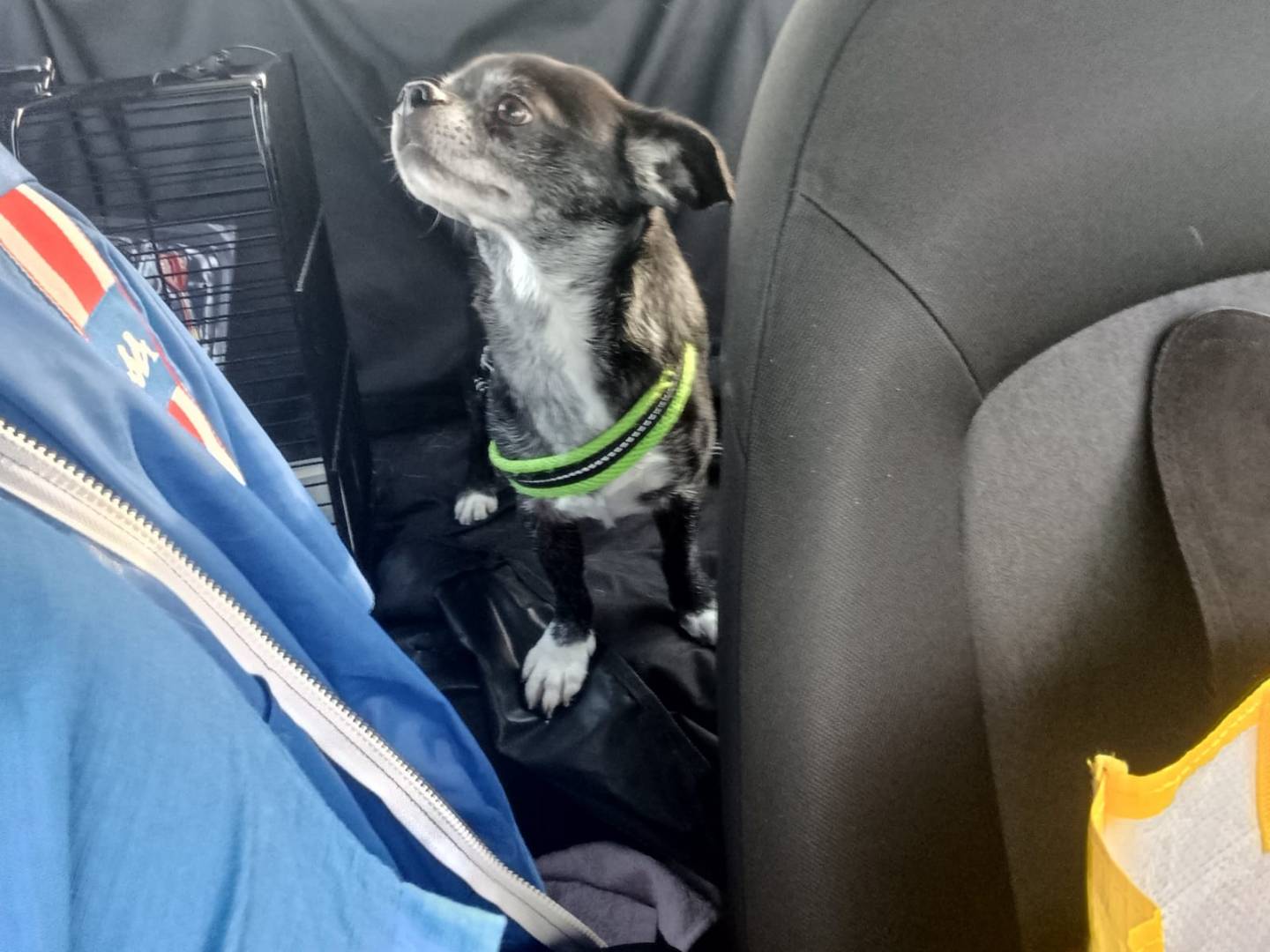 Adotta il cane Artù a Milano