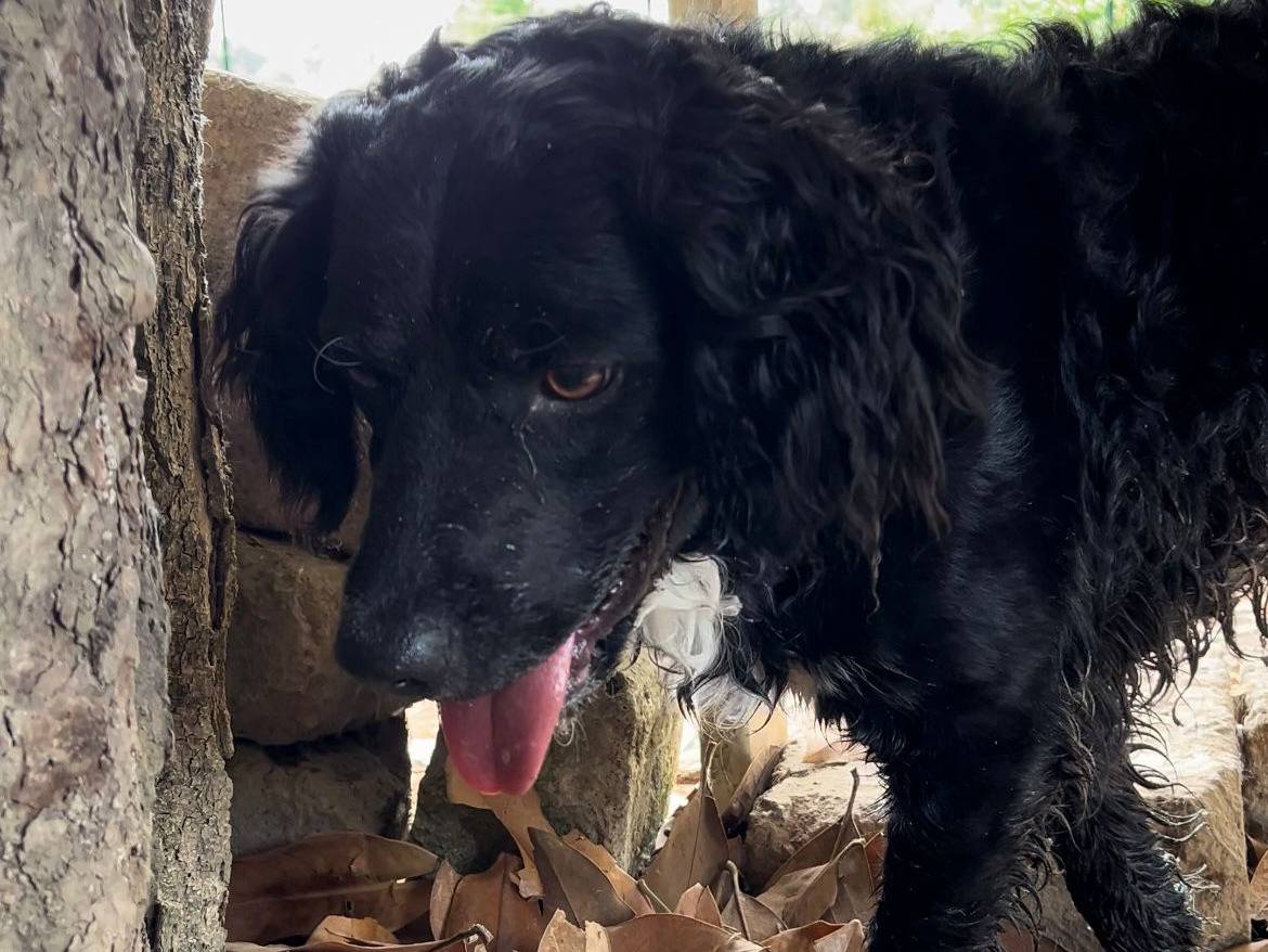 Adotta un cane, maschio, 4 anni  e 2 mesi , Roma