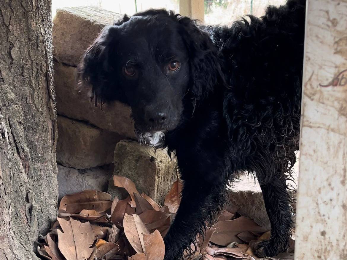 Adotta un cane, taglia media, maschio, Roma