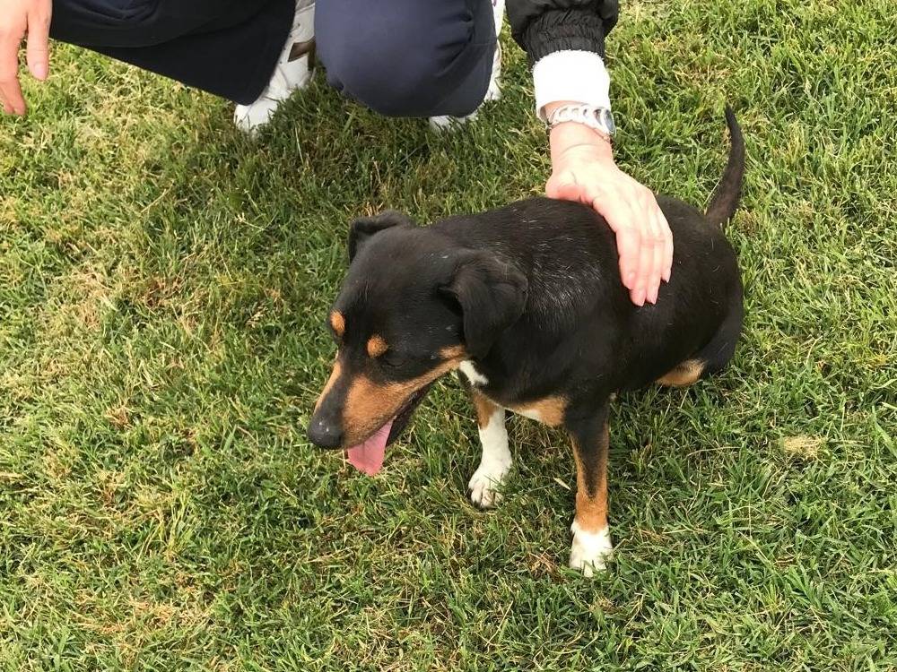 Adotta il cane MASANIELLO a Latina