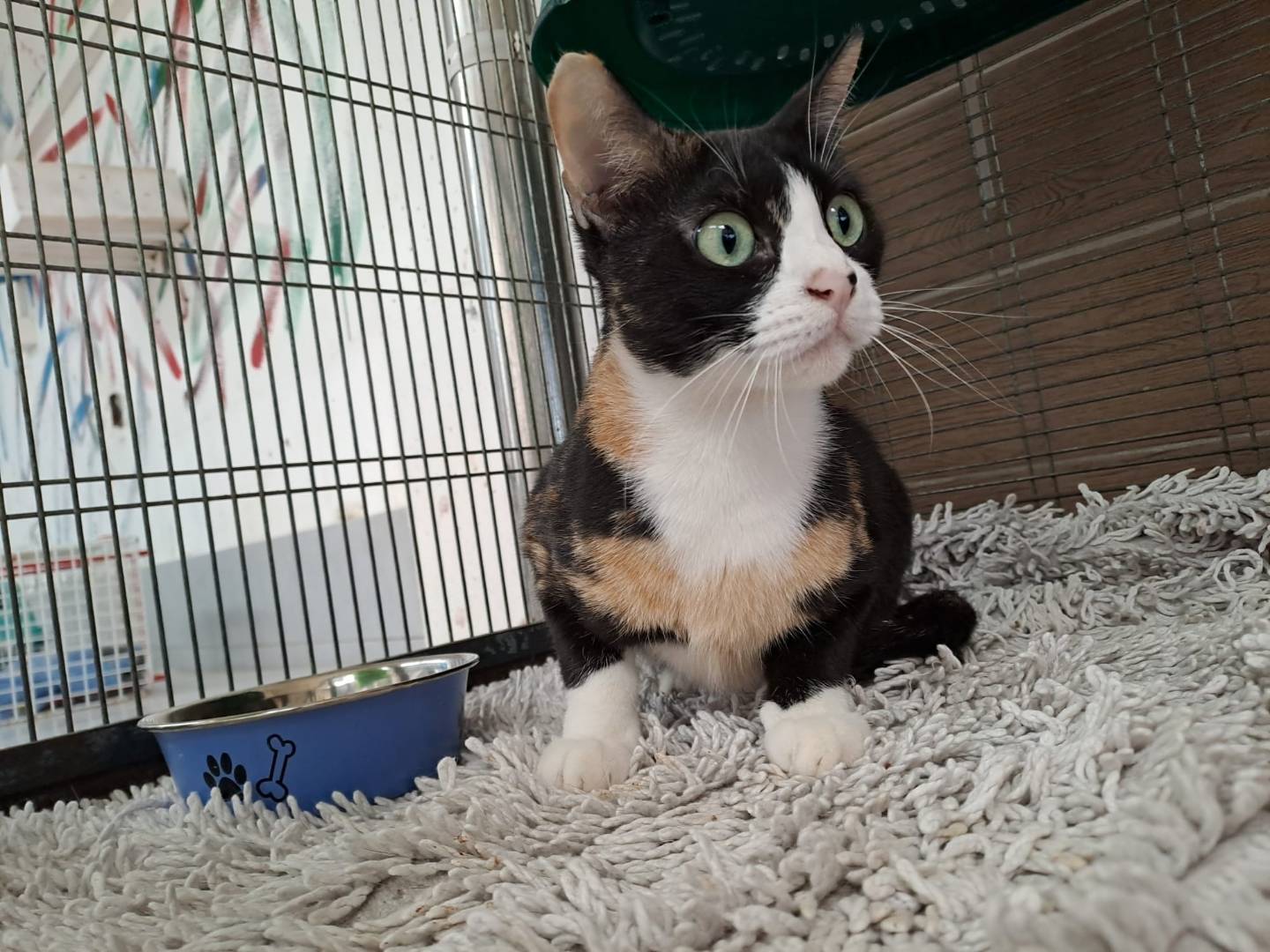 Adotta un gatto, femmina, 2 anni  e 8 mesi , Pavia