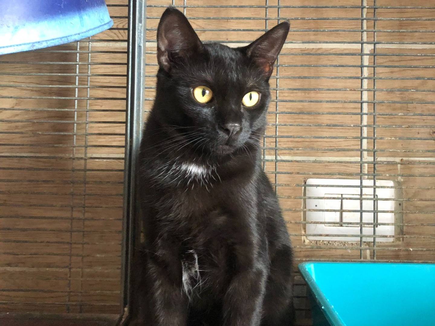 Adotta un gatto, maschio, 1 anno e 6 mesi , Milano