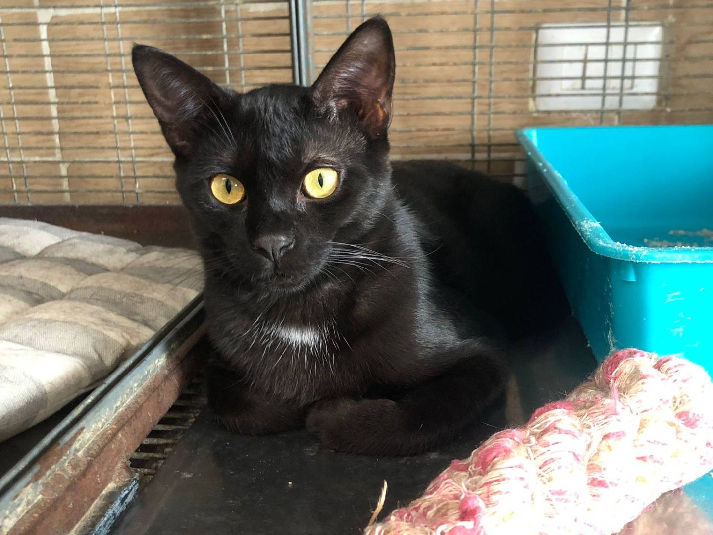 Adotta un gatto, taglia non valida, maschio, Milano