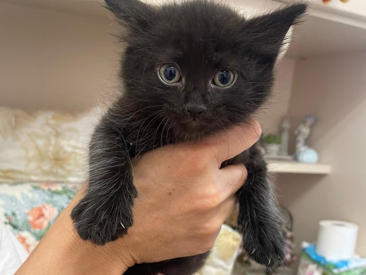 Adotta un gatto, taglia non valida, maschio, Livorno