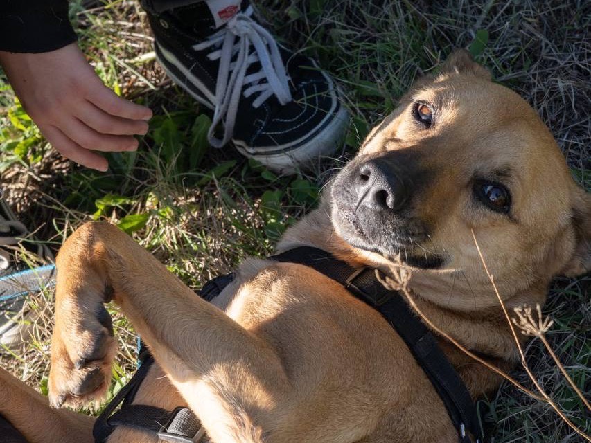 Adotta un cane, taglia media, femmina, Barletta