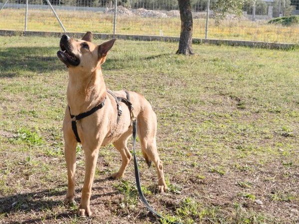 Adotta il cane Mia a Barletta