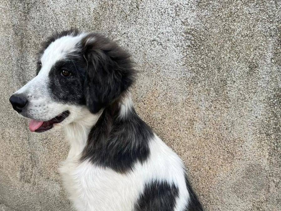 Adotta un cane, maschio, 2 anni, Crotone