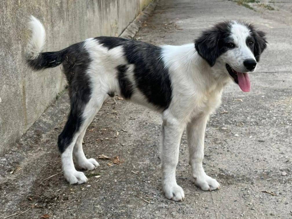 Adotta un cane, taglia media, maschio, Crotone