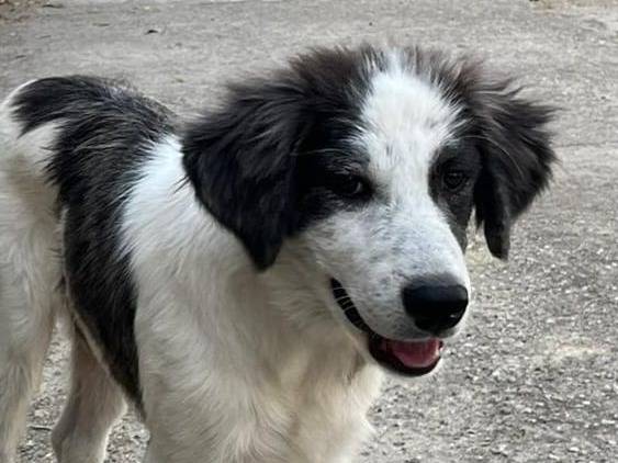 Vuoi adottare un cane a Crotone?