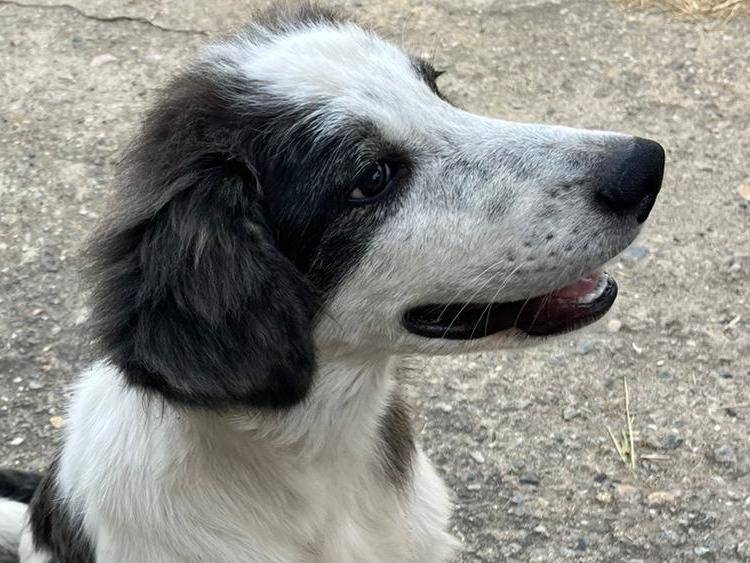 Adotta il cane PIPPO a Crotone