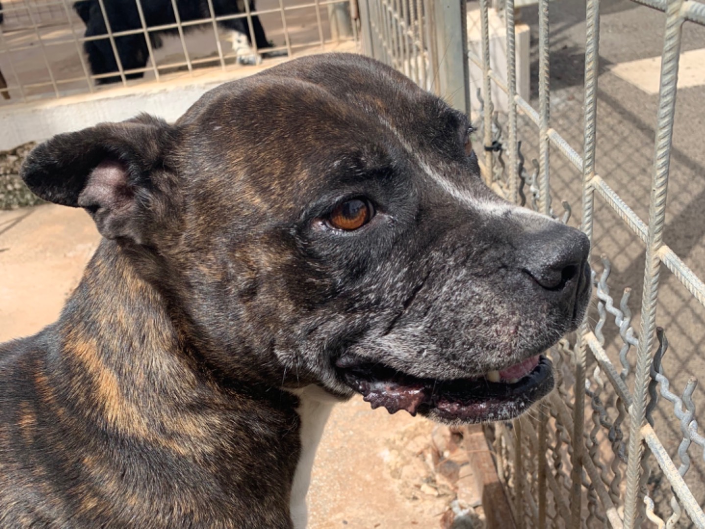 Adotta un cane, femmina, 6 anni , Bari