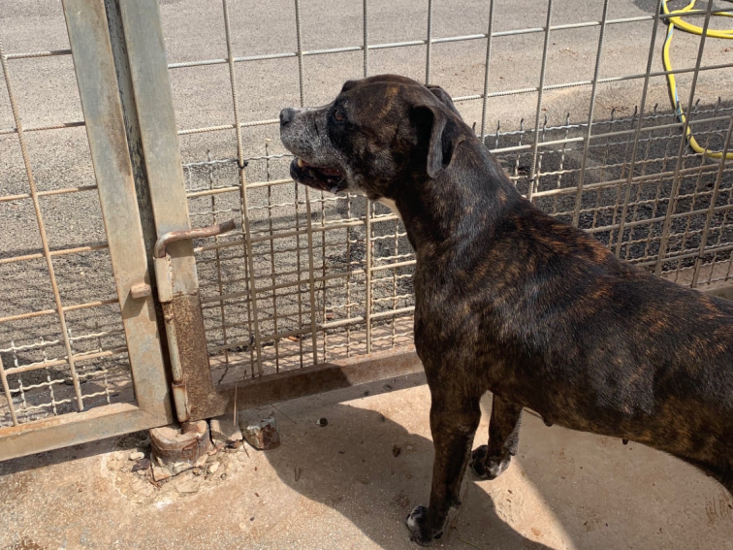 Adotta il cane Mafalda a Bari