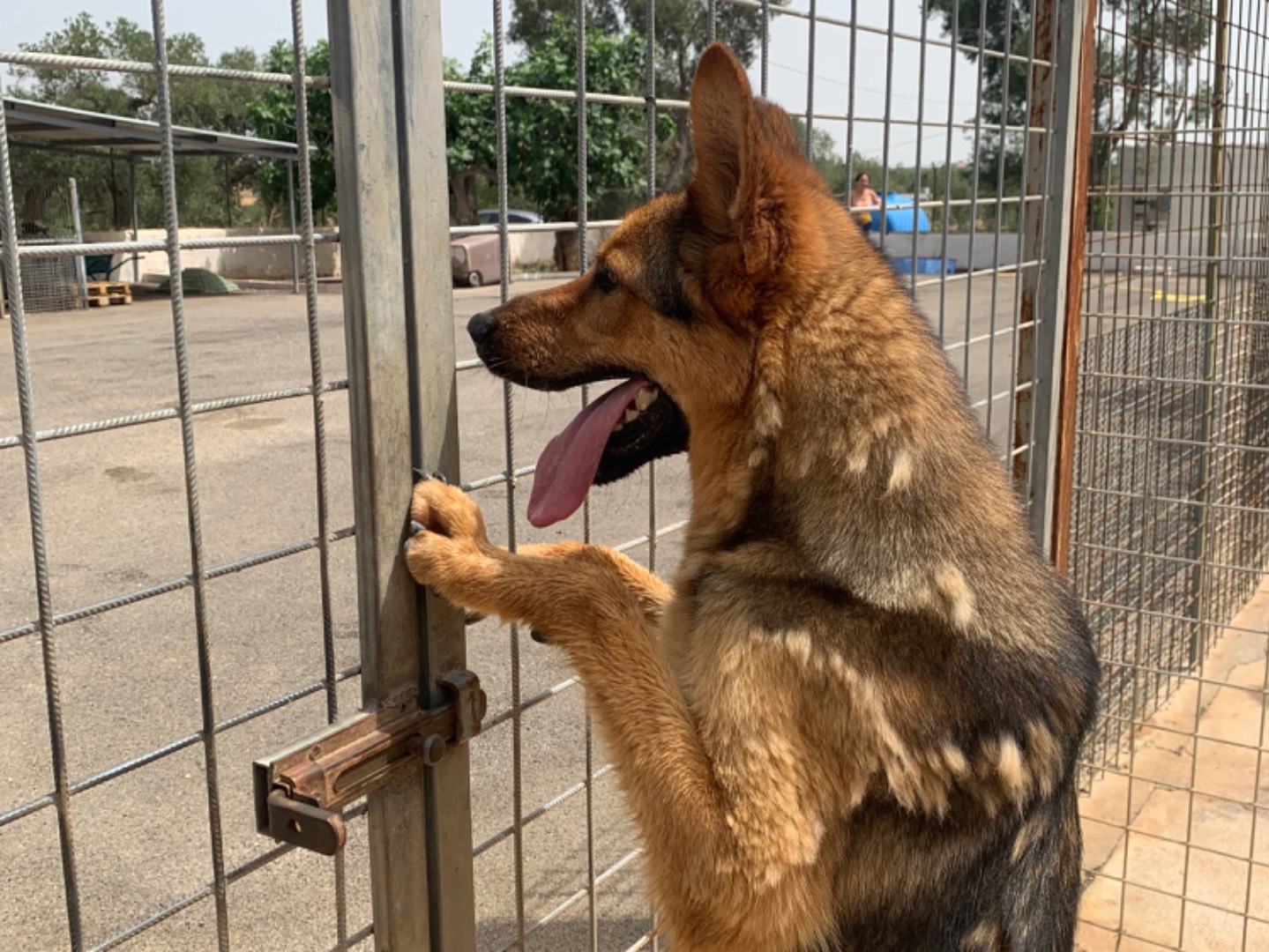 Adotta un cane, maschio, 2 anni  e 6 mesi , Bari