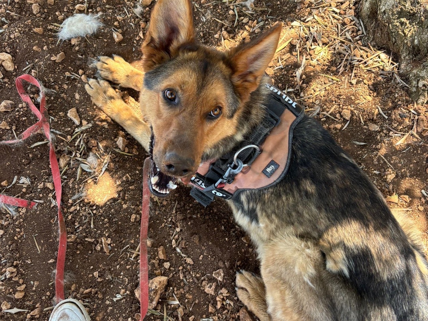 Adotta il cane Ray a Bari