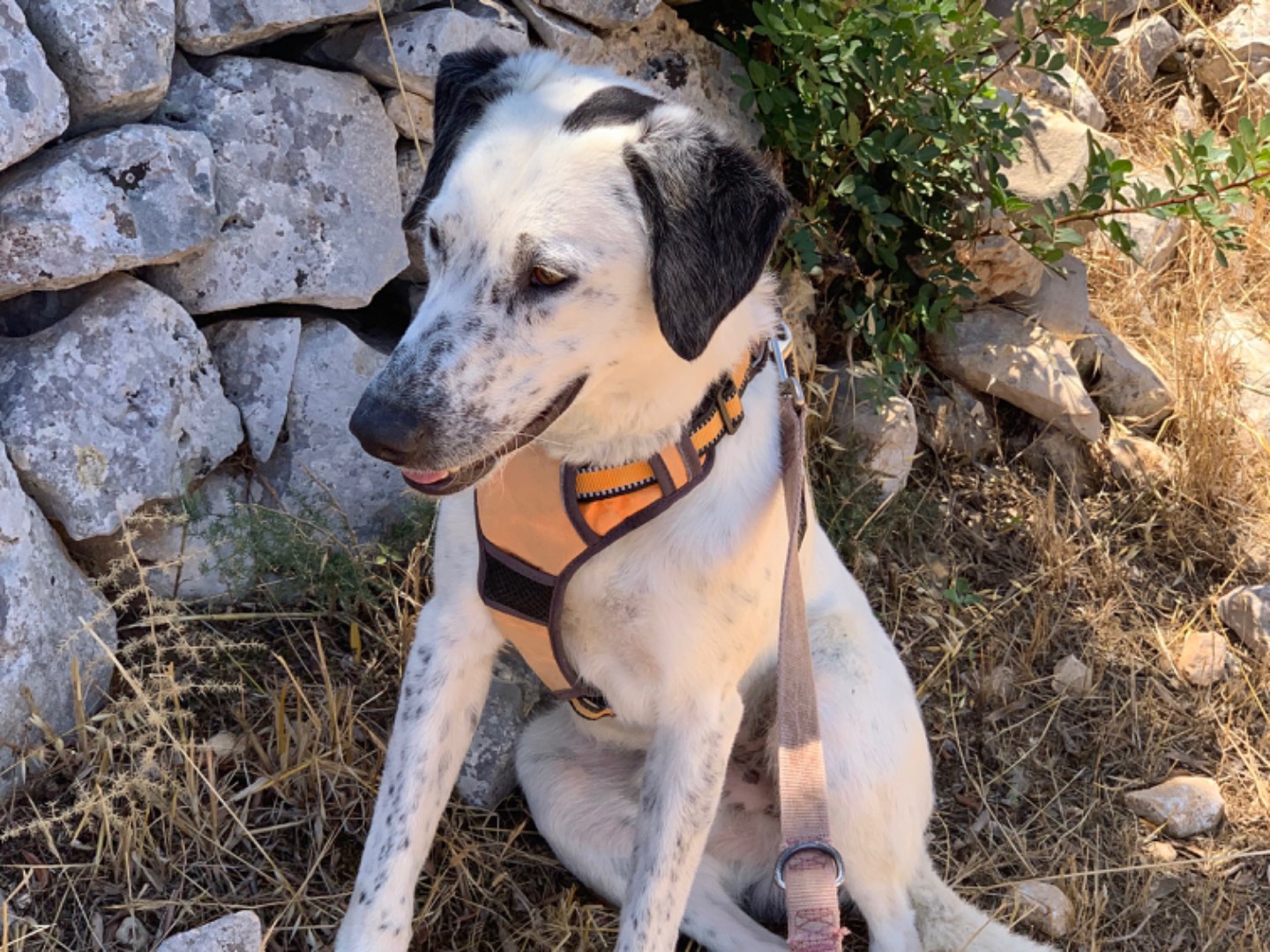 Adozione cane, maschio, meticcio, 1 anno e 5 mesi , taglia media, Bari