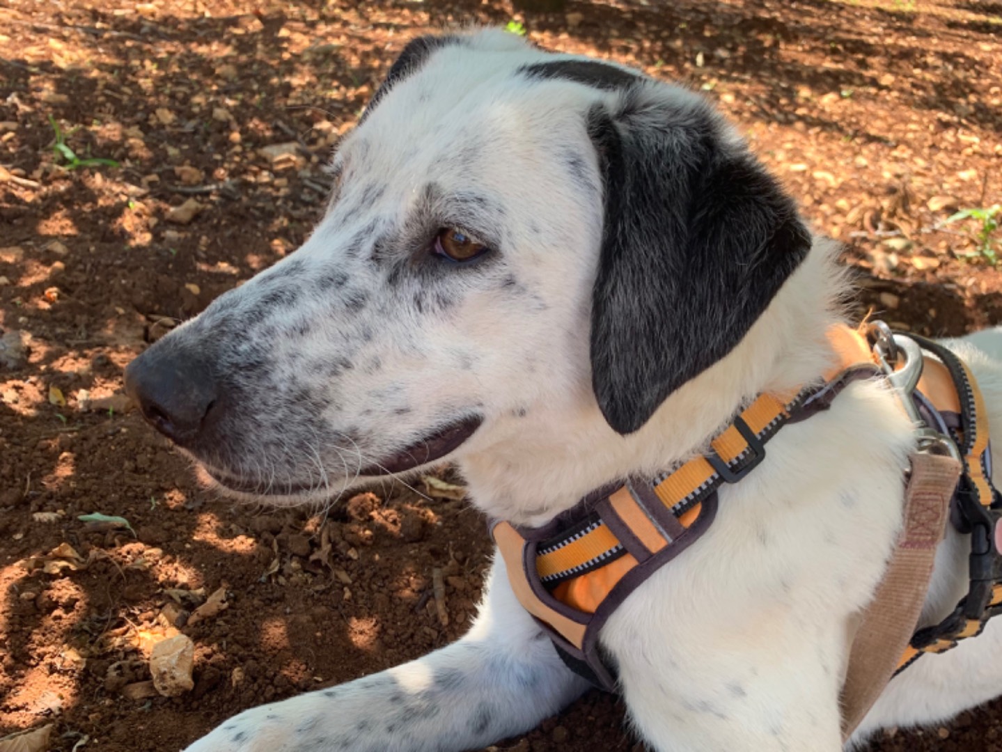 Adotta un cane, maschio, 1 anno e 5 mesi , Bari