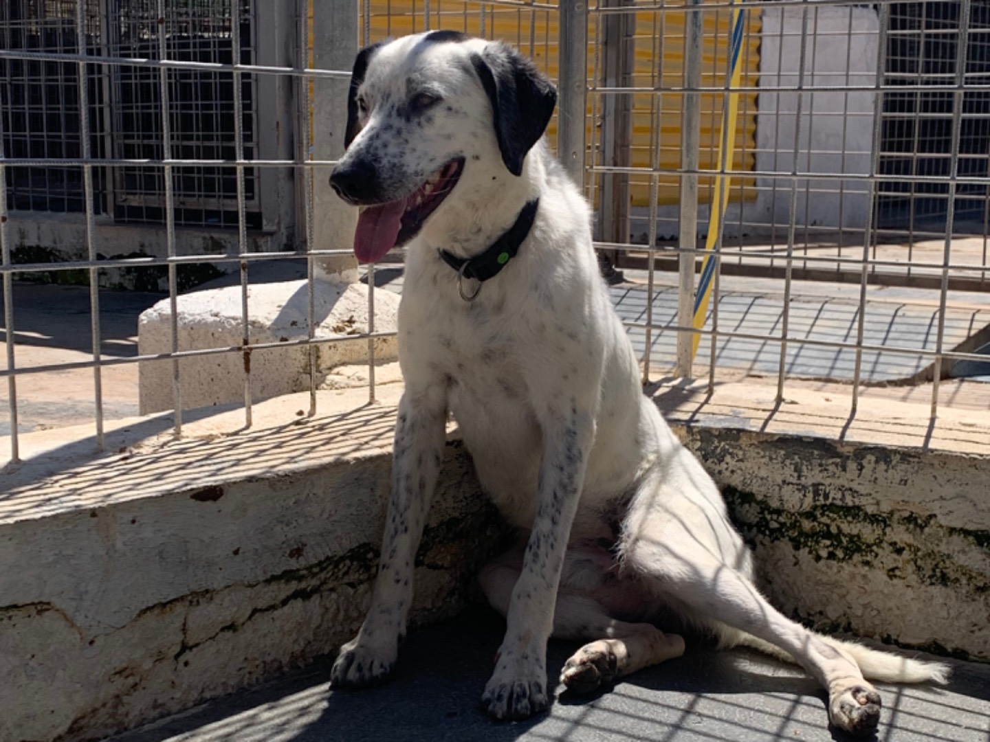 Adotta un cane, taglia media, maschio, Bari