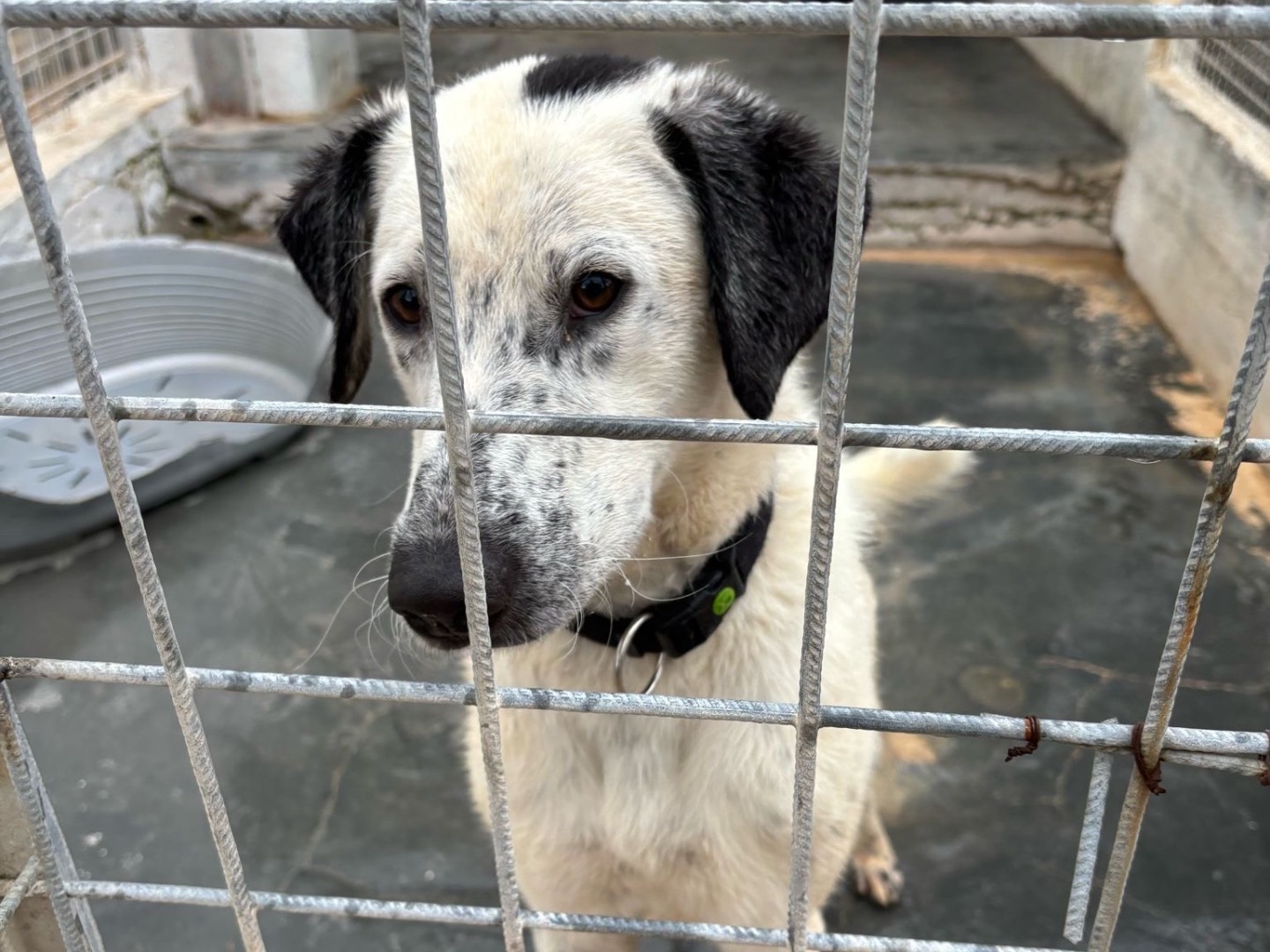 Vuoi adottare un cane a Bari?