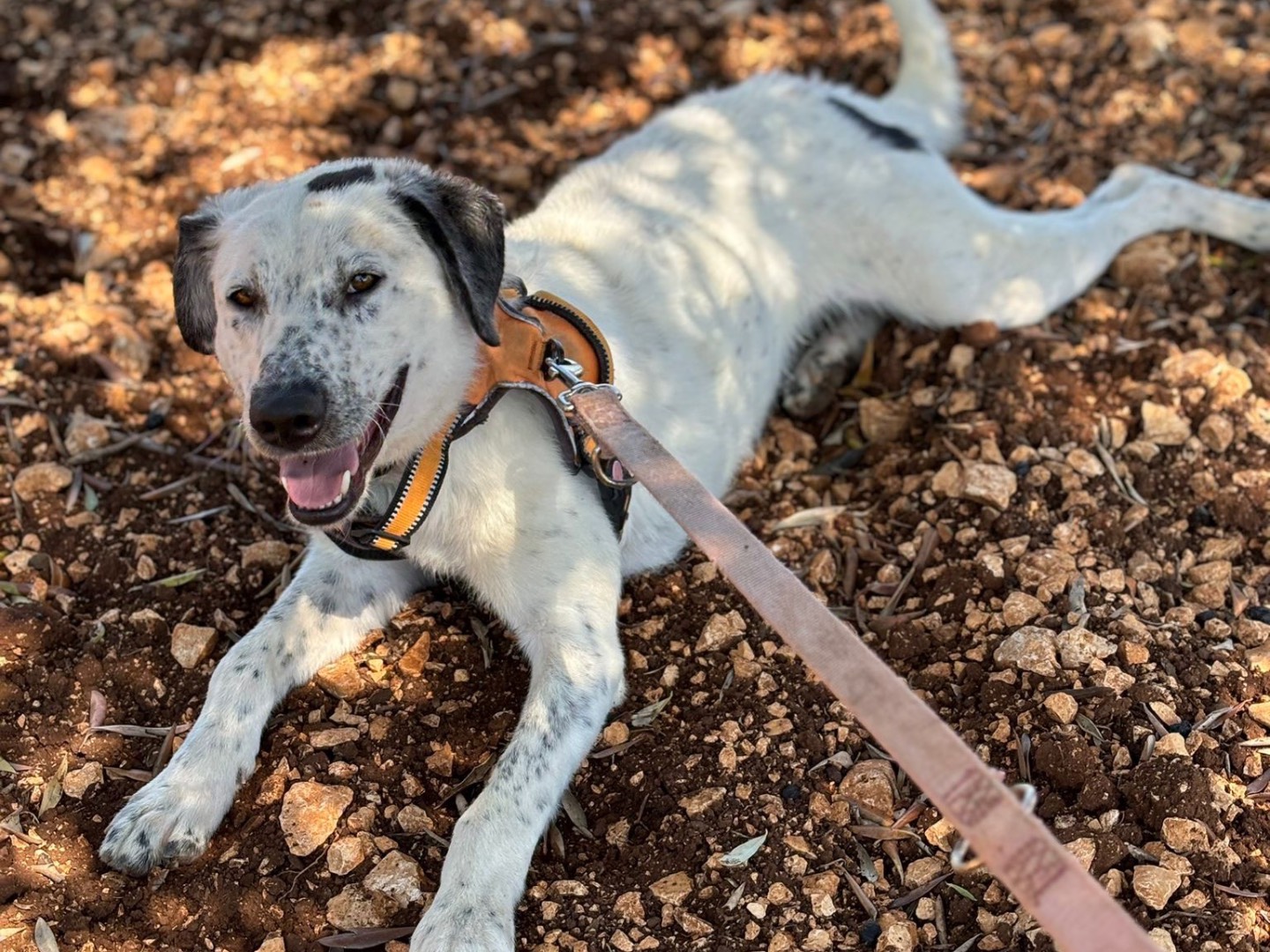 Adotta il cane Ezio a Bari
