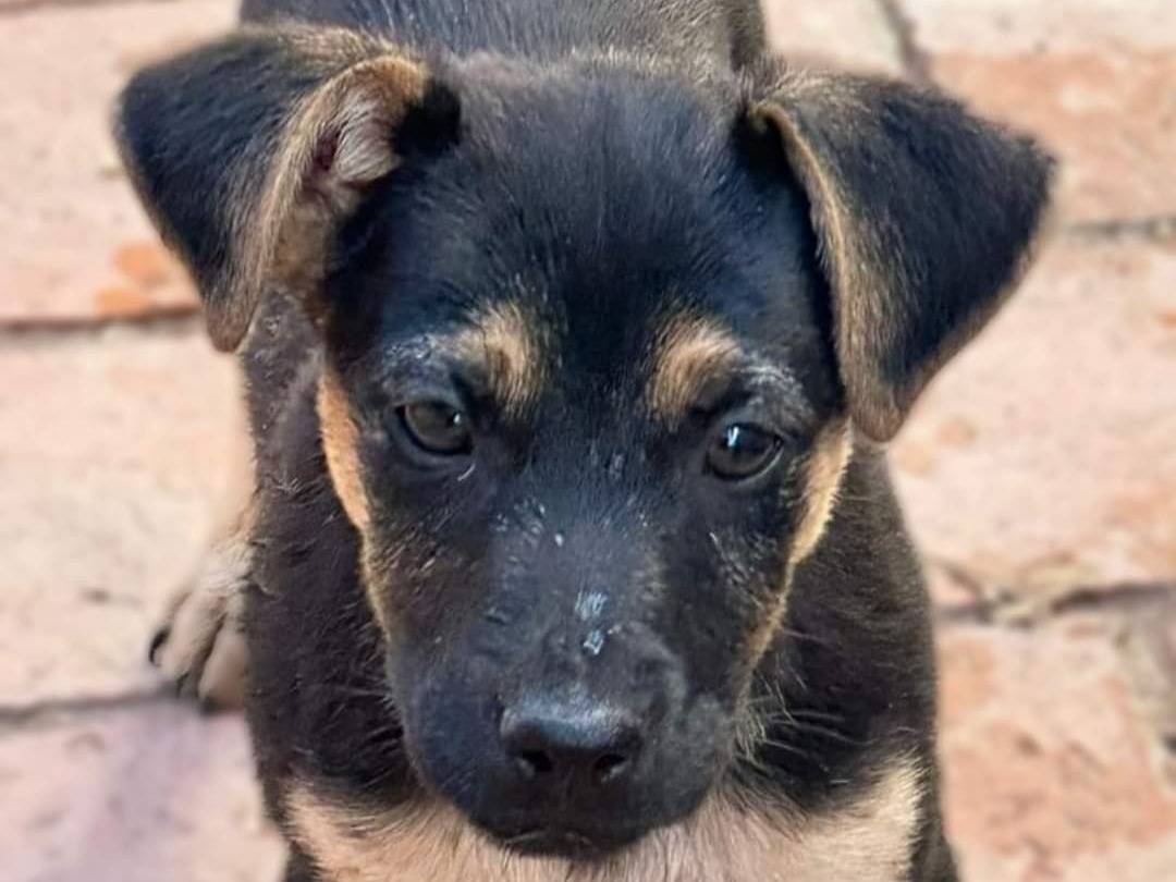 Adozione cane, maschio, meticcio, 1 anno e 7 mesi, taglia media contenuta, Crotone