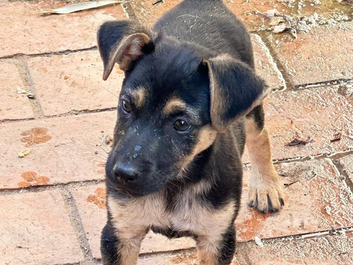 Adotta un cane, taglia media contenuta, maschio, Crotone