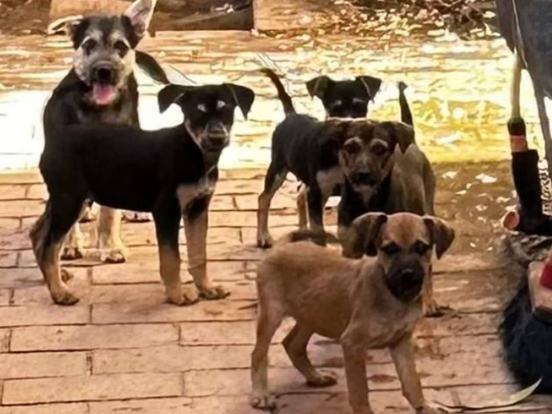 Vuoi adottare un cane a Crotone?