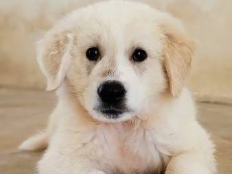 Adozione cane, femmina, meticcio, 2 anni, taglia grande, Taranto