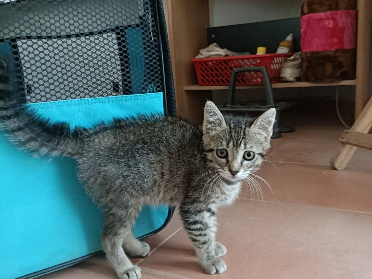 Adotta un gatto, femmina, 8 mesi, Bari