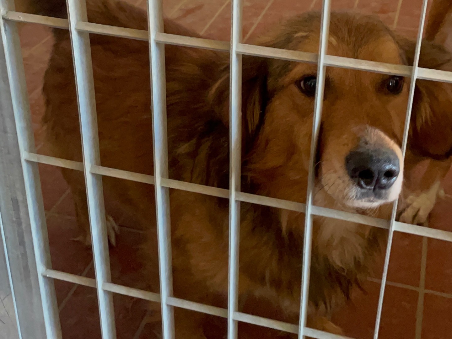 Adozione cane, maschio, meticcio, 3 anni e 9 mesi, taglia media contenuta, Firenze