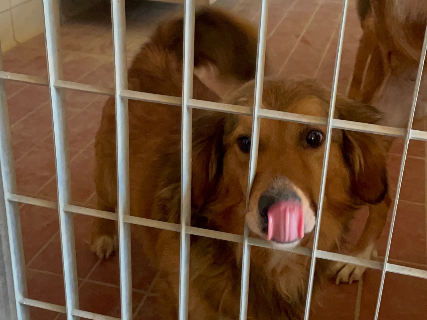 Adotta un cane, maschio, 3 anni e 9 mesi, Firenze